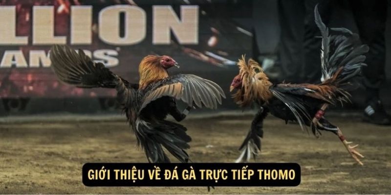 Tổng quan về đá gà tại trường đấu Thomo