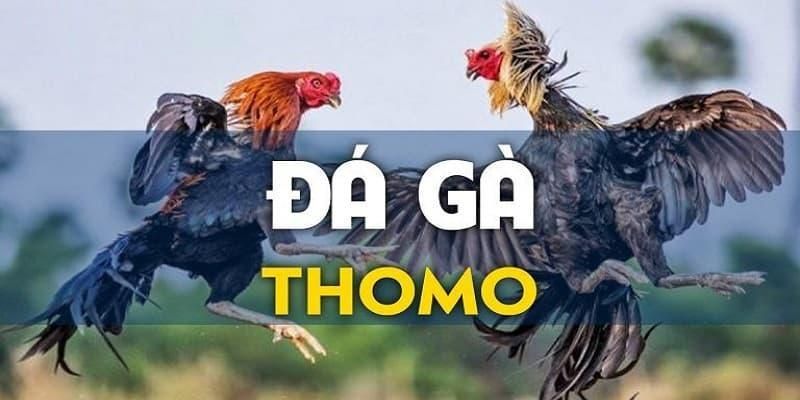 Ưu điểm khi chơi chọi kê Thomo tại nhà cái GK8