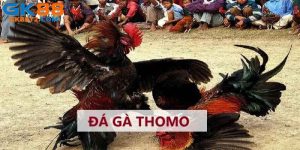 Đá Gà Thomo - Thánh Đường Giải Trí Kịch Tính, Hấp Dẫn