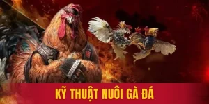 Kinh Nghiệm Nuôi Gà Đá - Chế Độ Dinh Dưỡng Và Huấn Luyện Hiệu Quả Từ Chuyên Gia Gk88