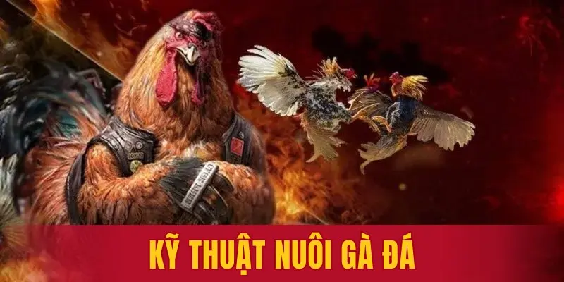 Kinh Nghiệm Nuôi Gà Đá - Chế Độ Dinh Dưỡng Và Huấn Luyện Hiệu Quả Từ Chuyên Gia Gk88